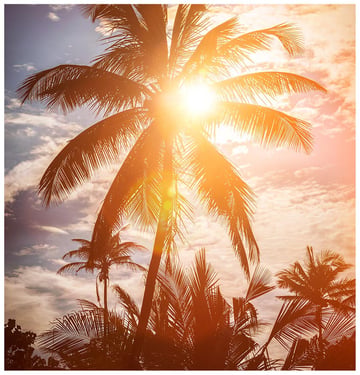 palm tree light flare