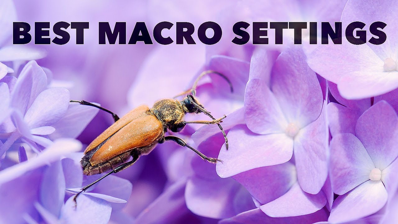 5 Best Camera Settings for Macro Photography MJW Photos