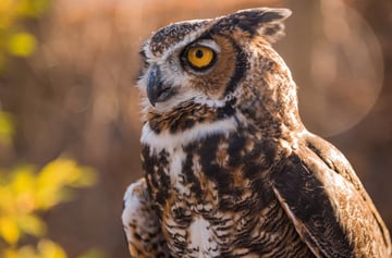 What Is the Aperture in Photography?