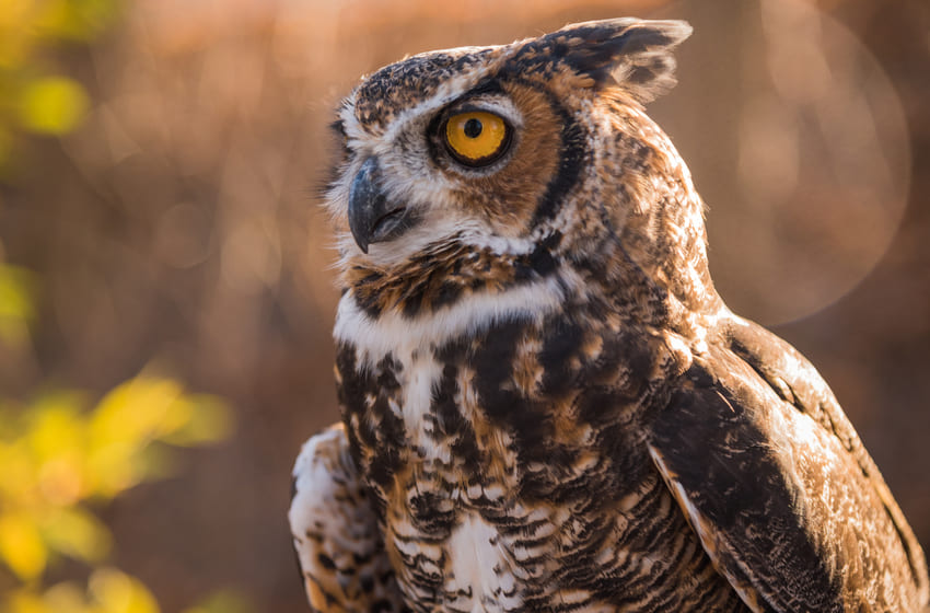 What Is the Aperture in Photography?